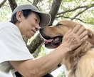 懐かない野犬（保護犬）が家族になるサポートをします （水族館で多くの野生動物経験を、野犬のしつけに活用） イメージ1