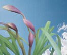 シンビジウムのお悩み解決、お手伝いいたします 植物がもっと好きになる、育てるワクワクもお届けします イメージ2