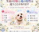 ペットさんの魂の色と特性を読み解きます 〜この子は、どんな魂？色と質感から見ていきます〜 イメージ4