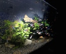 メダカ～熱帯魚まで相談のります 初心者でも簡単に心の癒しを味わいましょ！！ イメージ1