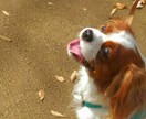 ワンちゃんに関する相談、愚痴聞きます 飼育歴17年、大型〜小型犬まで飼育してきた私がお話聞きます イメージ1