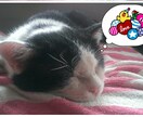 カレンダーやパンフレットに使います 可愛い兄弟猫ちゃん達。仲良し兄弟！ イメージ2