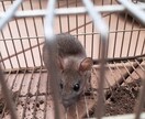 家庭菜園でのネズミの捕獲駆除を教えます 低コストで管理が簡単。餌にポイントがあります。 イメージ4