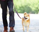 経験豊富な犬のスペシャリストがお悩み解決します 年間800件以上のお悩みに対応中♪丁寧に解説いたします。 イメージ2