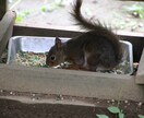 都内近郊動物園、水族館の写真代行をします 他よりもできるだけ安くご提供します。 イメージ4