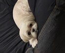 犬の気持ち分かる気がします。犬の育て方相談乗ります ペットショップ出身アウト。保護犬の気持ち代弁します！ イメージ2