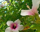 妹セラピストがあなたのお悩み聴いて癒します 話す(放す)ことで心の荷物おろしてみませんか？ イメージ2
