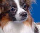 動物の気持ちが察知できるようなマル秘情報教えます ペットの気持ちが知りたい、動物と心で対話してみたいあなたへ イメージ1