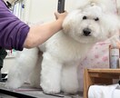 初心者向け トリミングの流れが分かる動画になります 初心者さまも安心！見るだけトリミング動画 イメージ2