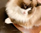話したいことを話したいだけ☆チャットで聞きます 1時間みっちり相談したいor1日ゆったりお話したい人向け☆ イメージ3