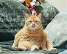 様々なシチュエーションで使える猫の画像集めます 可笑しい!可愛い!!癒される!!50枚セットでお渡しします イメージ3