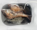 初心者歓迎フカセ釣りで釣れない原因と対策を教えます フカセ釣りで釣れない理由と釣った魚の美味しい食べ方教えます イメージ4