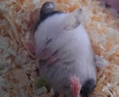 爬虫類、両生類、昆虫等 飼育初心者の相談に乗ります 爬虫類,両生類、昆虫、奇蟲の飼育など、飼育歴30年以上です。 イメージ7