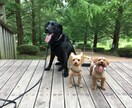 ペットの飼育相談にのります 多頭飼い5年目のワンコ大好き主婦です！ イメージ1