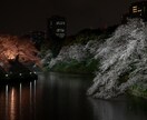 都内の桜スポット素材を提供します 都内で撮影した桜の映像を提供します。 イメージ3