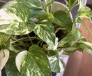 開運植物×風水で金運部屋に変身！します かわいく飾って♡お金と一緒に幸せも舞いこむお部屋つくり イメージ1