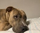 あなたの愛犬の深層心理を教えます 愛犬の謎な行動や気になる行動がある方におすすめです‼︎ イメージ1