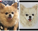 ペットの写真から水彩画か鉛筆画で似顔絵を描きます ペットの顔を描きます。原画をお届けします。 イメージ3