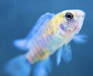 ショップの元店長が的確な熱帯魚の飼育お教えします アクアリウムを始める方、お悩み中の方、なんでも相談乗ります。 イメージ3