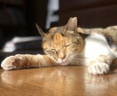 猫の素材写真を提供します ねこの日常の写真を撮影しています。三毛猫、白猫など イメージ8