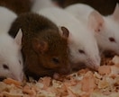 ペット飼育のご相談受け付けます ペットを飼ってみたいけれど不安がある方に イメージ2