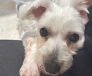 ペットの病気介護、ペットロのお悩み相談のります 最後まであたたかい思い出を育てるために。一緒に歩みましょう イメージ1