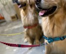犬の飼育教えます 動物の飼育でお困りの方是非いかがですか イメージ1