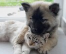 ペットの皮膚専門相談をお受けします 愛犬愛猫の皮膚トラブル、お悩みごとはありませんか？ イメージ1