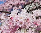 一眼レフカメラで植物写真を撮影します 桜や木の葉等、季節に合わせた写真やご要望のお写真を撮影します イメージ1