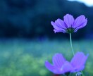 癒される写真売ります！出張無料撮影します 購入して頂いた方(東京、横浜在住限定)無料撮影します！ イメージ10