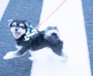 あなたのペットかわいく撮ります 犬、猫、鳥、ハムスター、爬虫類！全てのペット撮影します！ イメージ1