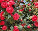 辛い経験を解決してきた私が辛いお話し受け止めます 生きることが毎日、毎日、明日も辛い。私は知らない振りをしない イメージ1