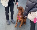 オンラインで犬のトレーニングを行います しつけ・トレーニングのアドバイス可能！　30分3000円 イメージ7