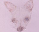 可愛いペット(犬、猫、なんでも)イラスト作成します 写真をお借りし、シャーペンで細かい所までリアルに描きます。 イメージ2