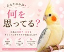 インコの気持ち、話したい事をお伝えします 小鳥たちの心の声を読み解く✨ヒーリング付き イメージ1