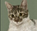 猫さんの肖像画を描きます 絵本の様な、油画・日本画の様なデジタルイラストです。 イメージ3