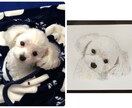 ペットの写真から水彩画か鉛筆画で似顔絵を描きます ペットの顔を描きます。原画をお届けします。 イメージ5