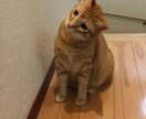 何でもLINE感覚で、お話し聞きます 相談・悩み・恋話しなんでもOK イメージ1
