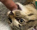 愚痴・暇潰し・なんでも聞きます 話して気軽になりません？お手伝いします。よろしくお願いします イメージ1