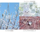 SNSに使える高品質な写真の素材提供します カメラ歴7年の私が撮影したお花や猫の イメージ10