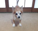 女性限定】安心できる空間を♪まるごと共感♪聞きます 雑談・愚痴・悩み・相談　何でもOKです◎30代男性が聞きます イメージ1