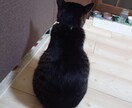 神聖な猫の力を借りて究極のニ択をします 只今お試し価格！時短ご希望の方サクサク占います！ イメージ3