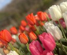 必ず話をして良かったと思わせます 相談件数100件越え(ここではないですが)必ずご納得できます イメージ1