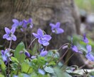 大切な人の喪失体験、介護、看護のお悩み伺います プロフェッショナル心理カウンセラー、介護福祉士、介護経験有り イメージ6