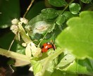 ピカチュウのお告げだよ、心ほっこり肩の荷がおります だってお金は無くなるけど、明るい人はいつだって明るいんだから イメージ1