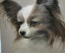 ペットのお写真から油絵作品を制作します 細密描写によるリアルで可愛い作品をお届け イメージ8