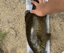一庫ダムのポイント教えます スモールマウスバスが釣れるポイント教えます！ イメージ2