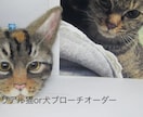 羊毛フェルトで世界に一つの愛猫犬アクセを作製します 世界に一つ　あなただけのオンリーワンをお楽しみ下さい♪ イメージ6