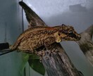 爬虫類飼育について実体験ベースでアドバイスします 実飼育経験に基づき、初心者の悩みを具体的に解決します！ イメージ4