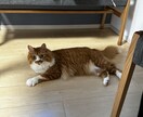 犬・猫・小動物・爬虫類のお悩みお聞きします 動物看護師の目線で大切なペットとの生活についてお聞きします イメージ2